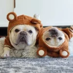 teddy french bulldog jacket