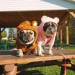 teddy french bulldog jacket