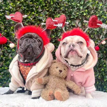 teddy french bulldog jacket