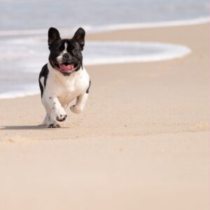how fast can french bulldogs run frenchie space