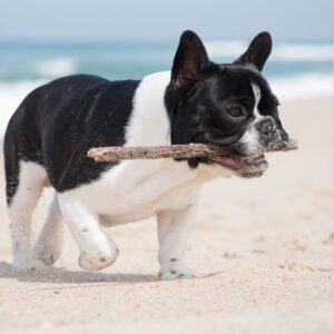 how fast can frenchies run