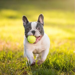 how fast can french bulldogs run frenchie space