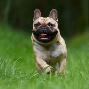 how fast can french bulldogs run frenchie space