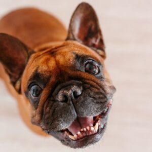 red french bulldog frenchie space (4)