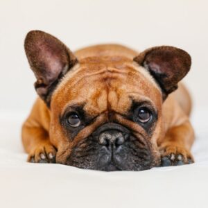 red french bulldog frenchie space (4)