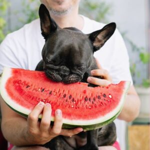 what fruits can frenchies eat frenchie space