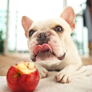 what fruits can frenchies eat frenchie space