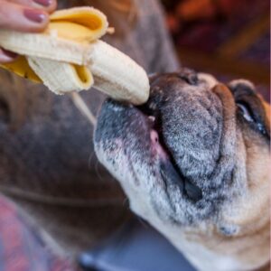 what fruits can frenchies eat frenchie space