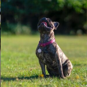 brindle french bulldog frenchie space