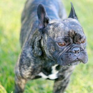 brindle french bulldog frenchie space