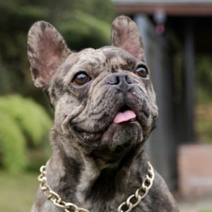 brindle french bulldog frenchie space
