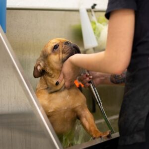 frenchie space french bulldog grooming