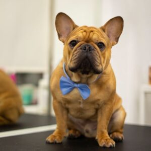 frenchie space french bulldog grooming