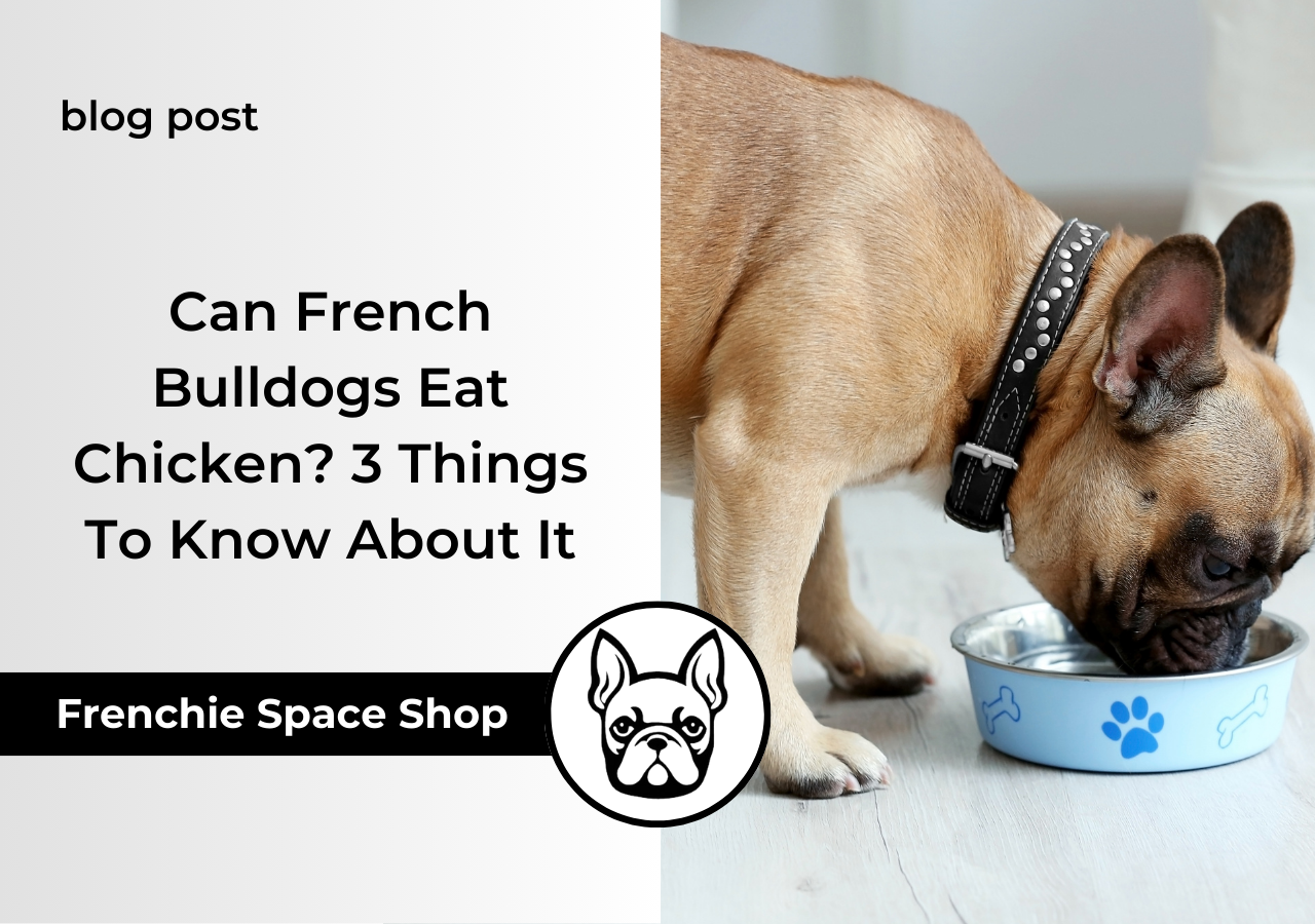 Can French Bulldogs Eat Chicken 3 Things To Know About It
