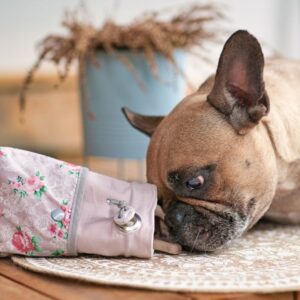 can french bulldogs eat chicken frenchie space