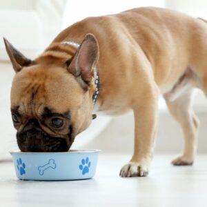 can french bulldogs eat chicken frenchie space