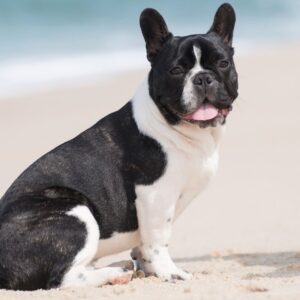 french bulldog breathing issues frenchie space