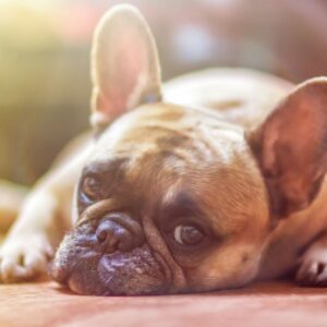 french bulldog breathing issues frenchie space