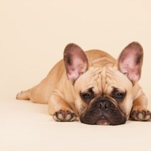 french bulldog breathing issues frenchie space