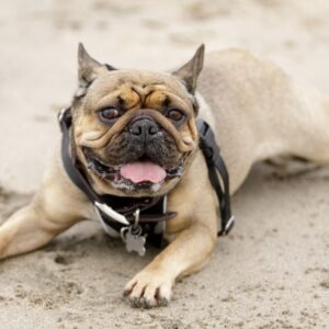 french bulldog breathing issues frenchie space
