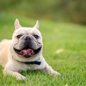french bulldog breathing issues