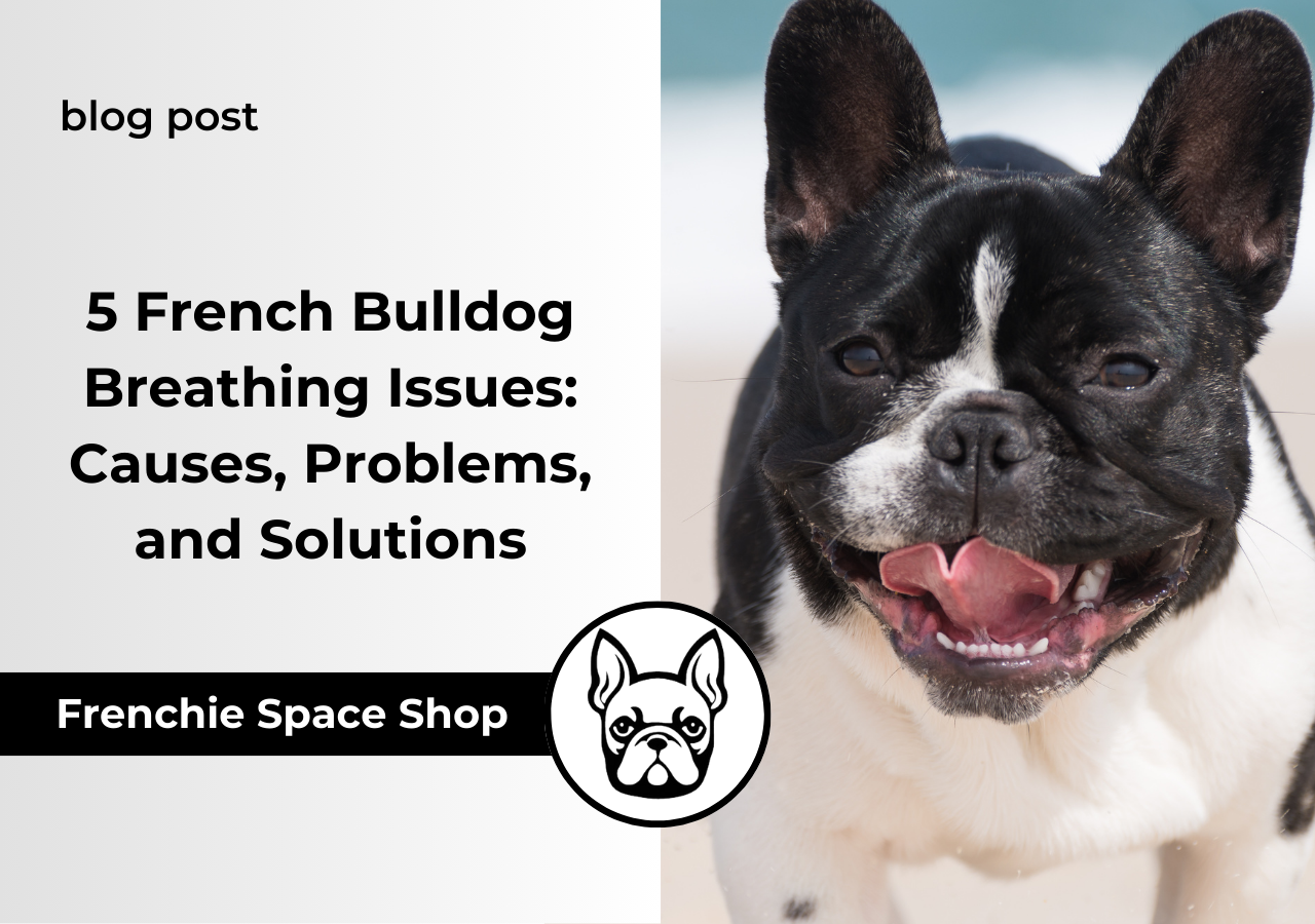 french bulldog breathing issues frenchie space