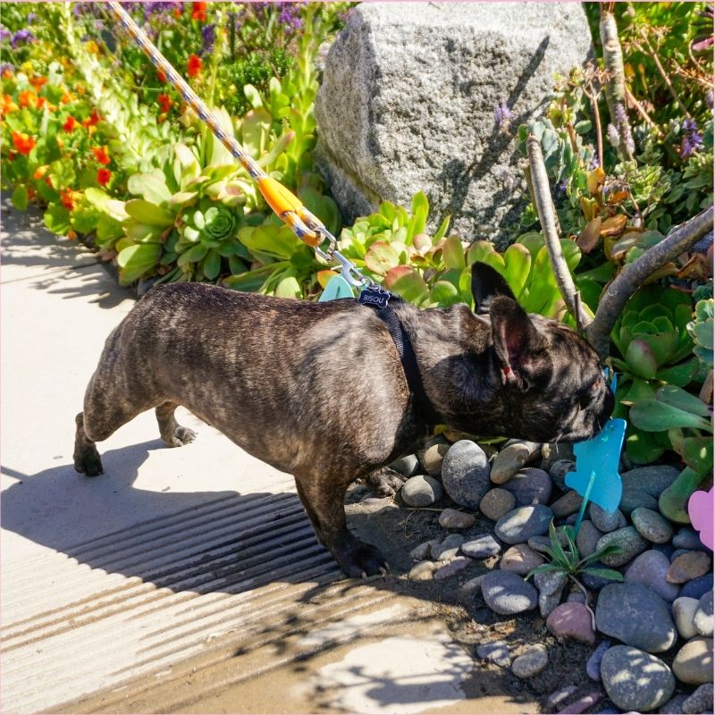 french bulldog eating poop frenchie space