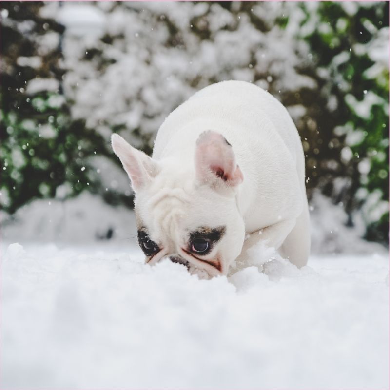 french bulldog eating poop frenchie space