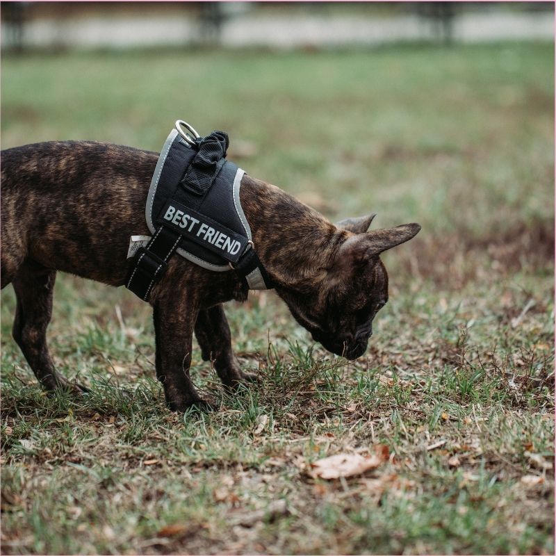 french bulldog eating poop frenchie space