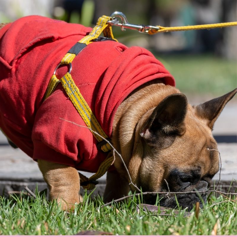 french bulldog eating poop frenchie space