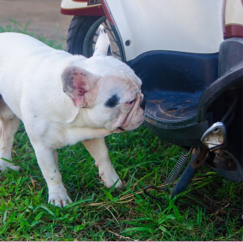 french bulldog eating poop frenchie space