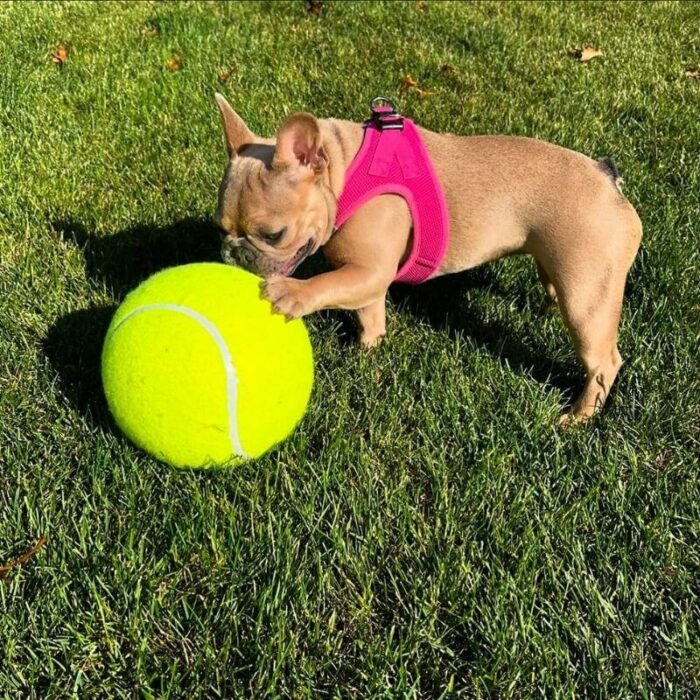 giant frenchie tennis ball