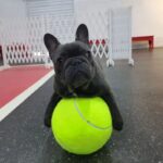 giant frenchie tennis ball