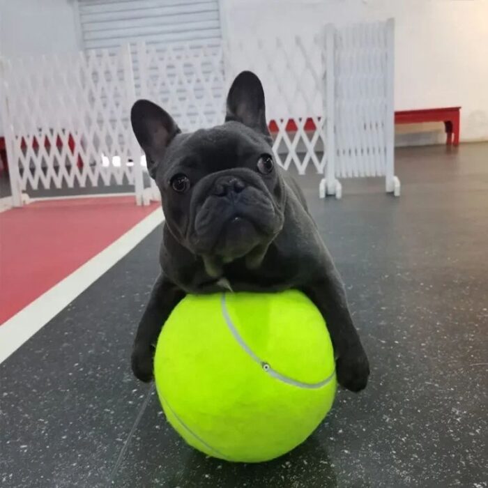 giant frenchie tennis ball