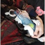 bite resistance frenchie bottle