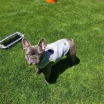 chillpup french bulldog cooling vest