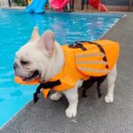 dragon french bulldog life jacket