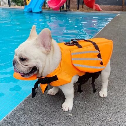dragon french bulldog life jacket