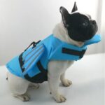 dragon french bulldog life jacket