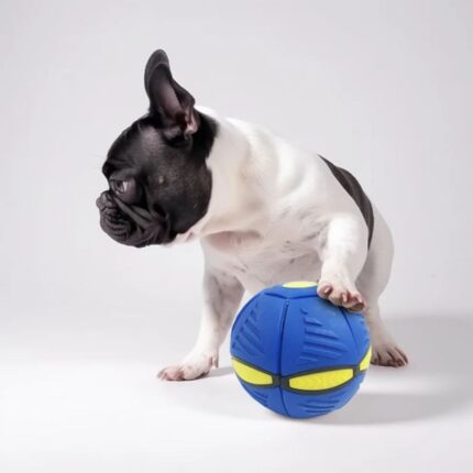 french bulldog flying ball
