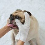french bulldog wipe gloves