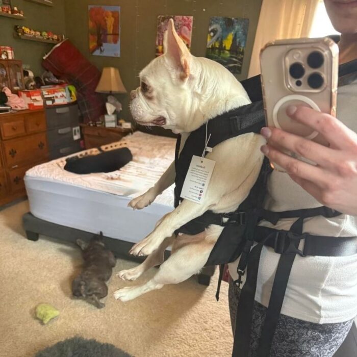 hiking french bulldog carrier