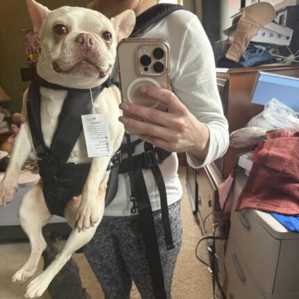 hiking french bulldog carrier