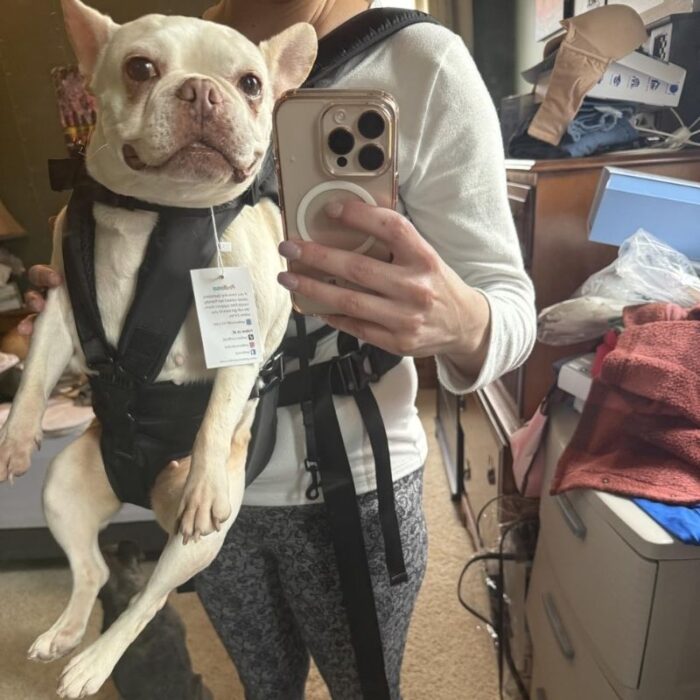 hiking french bulldog carrier