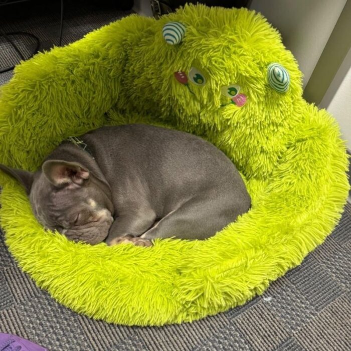 monster french bulldog bed