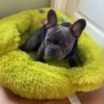 monster french bulldog bed