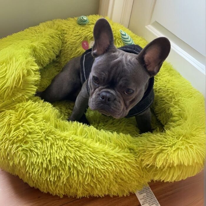 monster french bulldog bed