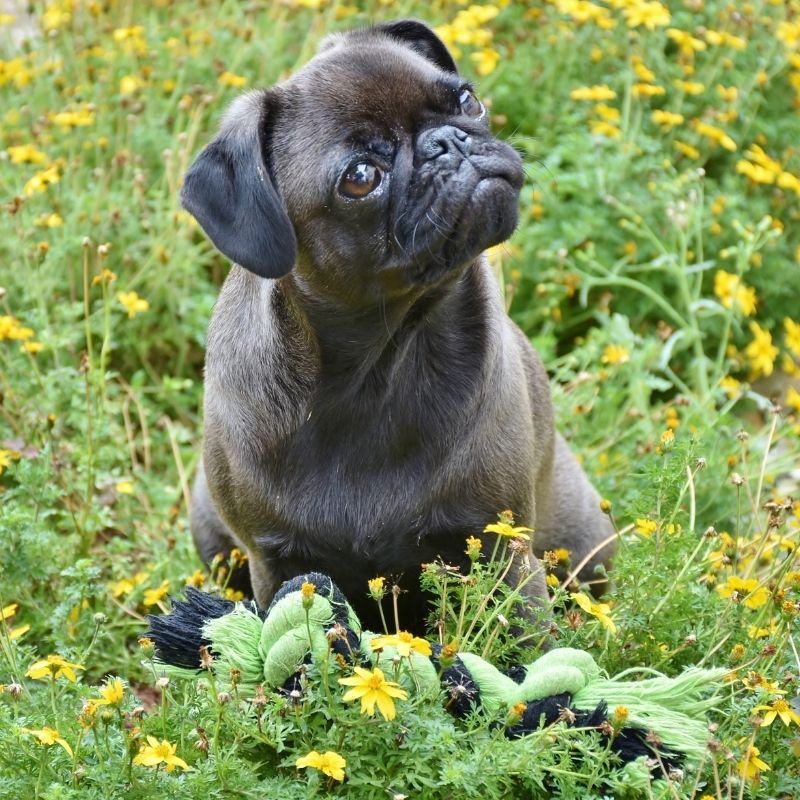retro pug frenchie space