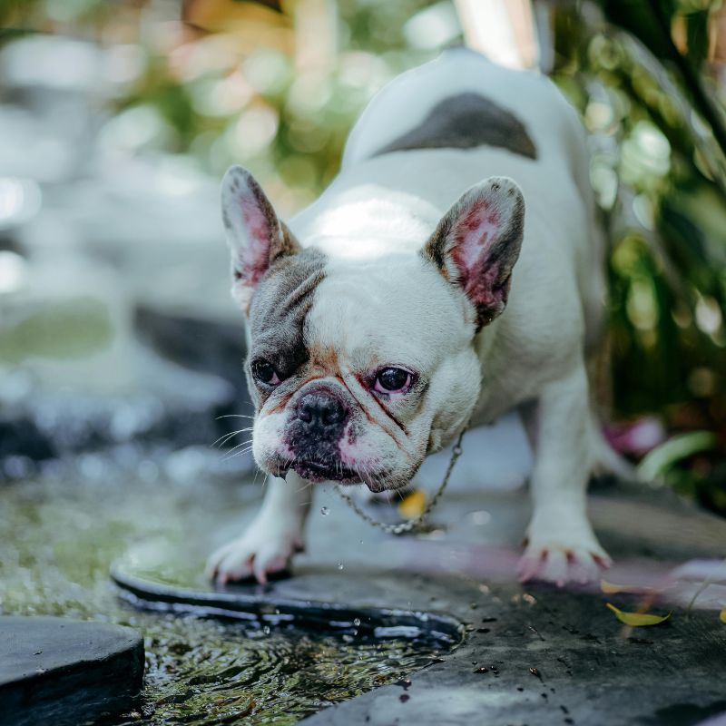 french bulldog drinking so much water