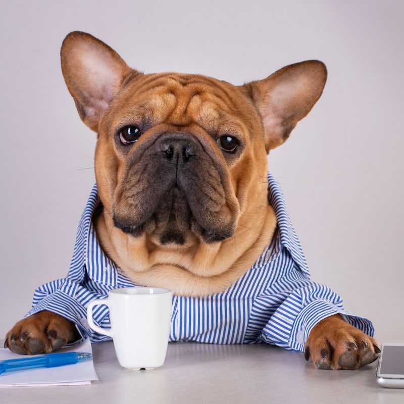 french bulldog drinking so much water